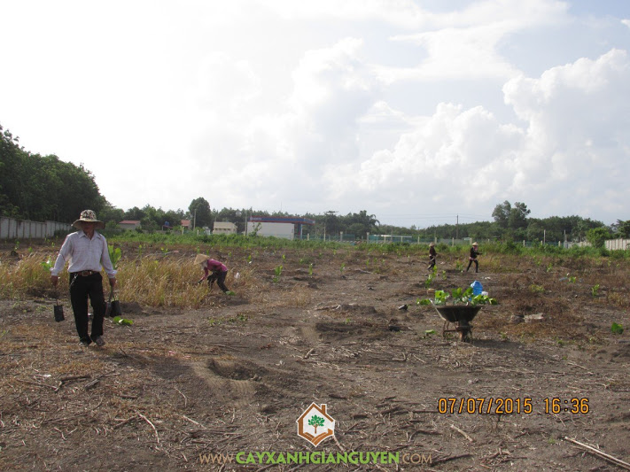 Cây xanh Gia Nguyễn, cây ăn trái, cây giống, cây mít thái lá bàng, cây bưởi da xanh)