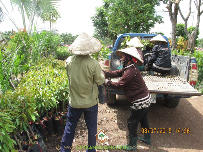 Cây xanh Gia Nguyễn, cây ăn trái, cây giống, cây mít thái lá bàng, cây bưởi da xanh