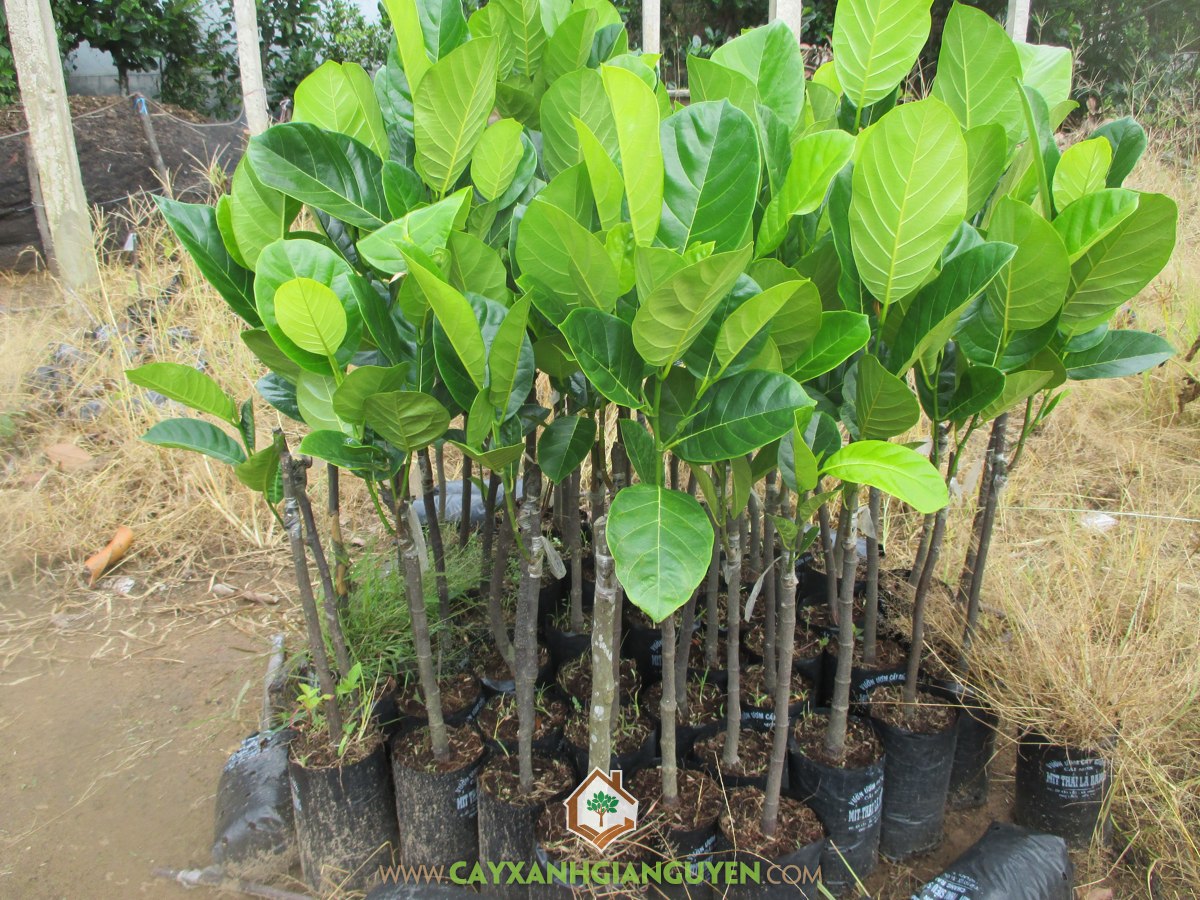 Artocarpus heterophyllus, Mít Thái Lá Bàng, Cây Mít Thái, Cây Ăn Trái, Cây Ăn Quả