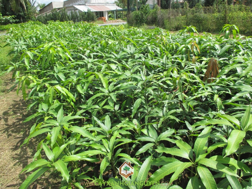 xoài thái, cây xanh Gia Nguyễn, Kỹ thuật trồng và chăm sóc, cách chăm sóc cây xoài thái, trái xoài