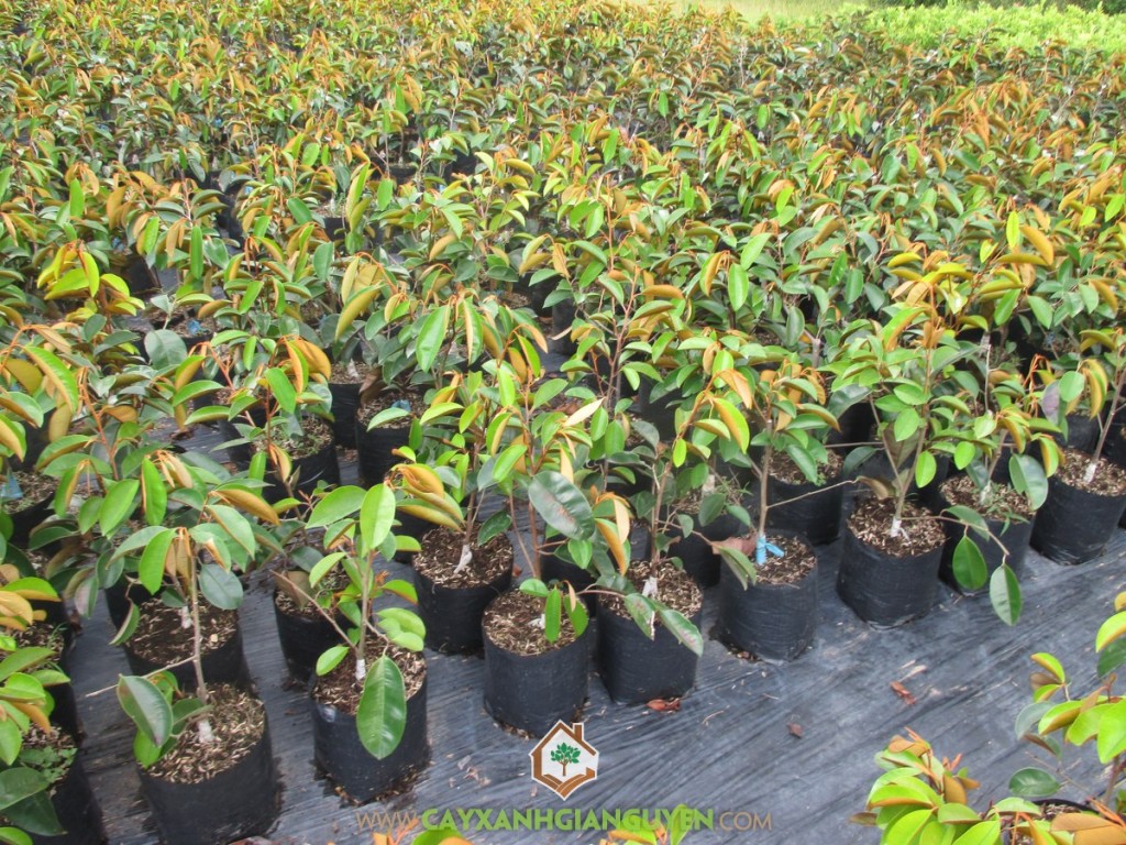 Vú sữa, vú sữa lò rèn, cách trồng cây vú sữa, cây trồng làm cảnh, Kỹ thuật trồng và chăm sóc cây vú sữa