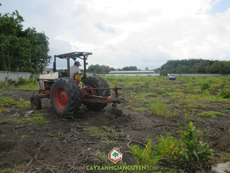Cây xanh Gia Nguyễn, cây ăn trái, cây giống, cây mít thái lá bàng, cây bưởi da xanh