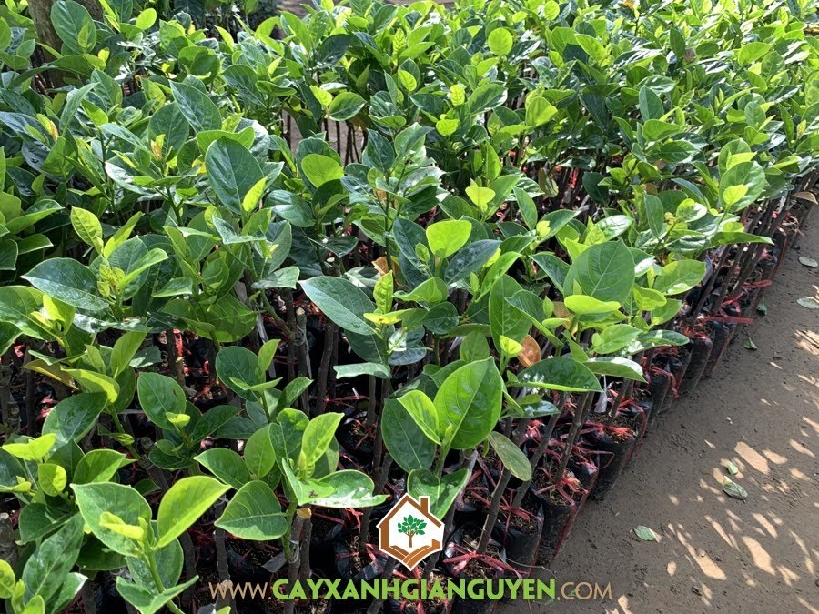 Mít không hạt, giống mít, kỹ thuật trồng và chăm sóc mít không hạt, cây xanh Gia Nguyễn, cây mít thái