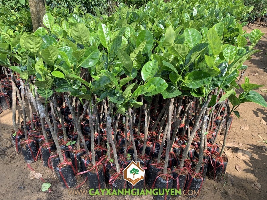 Cây Mít Thái tại Vườn ươm Cây Xanh Gia Nguyễn