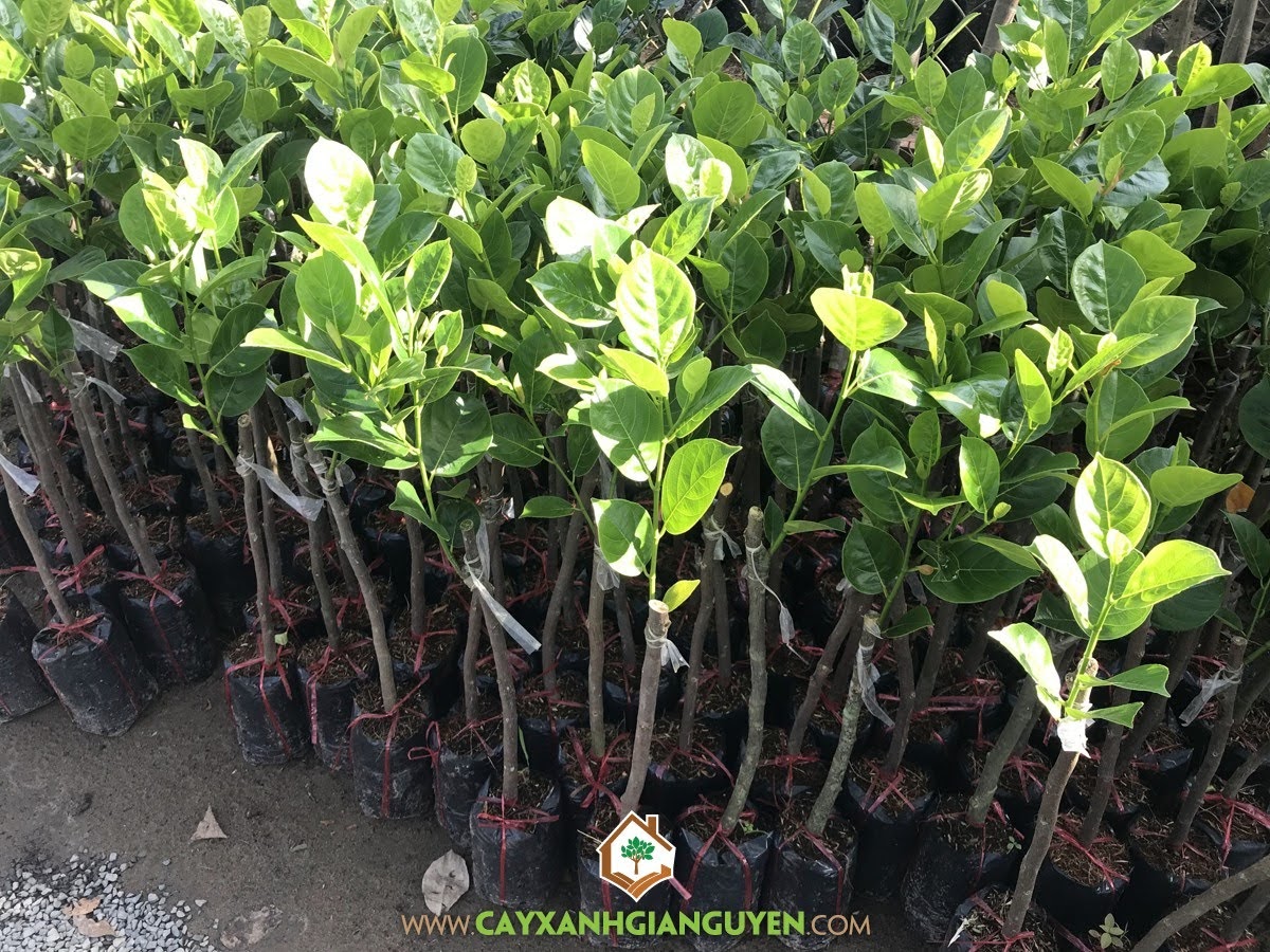 Mít không hạt, giống mít, kỹ thuật trồng và chăm sóc mít không hạt, cây xanh Gia Nguyễn, cây mít thái