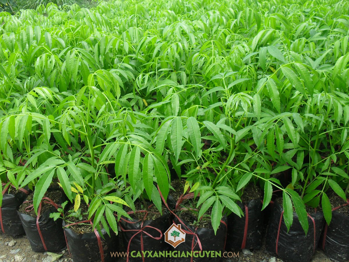 Cây cóc thái, cóc thái, kỹ thuật trồng và chăm sóc cây cóc thái, cách trồng, chăm sóc