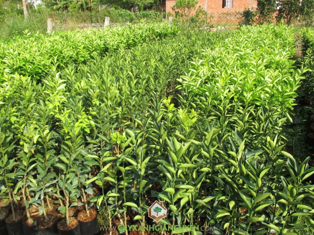 cam sành, kỹ thuật trồng và chăm sóc cây cam sành, cây ăn trái, cây xanh Gia Nguyễn, cây cam sành