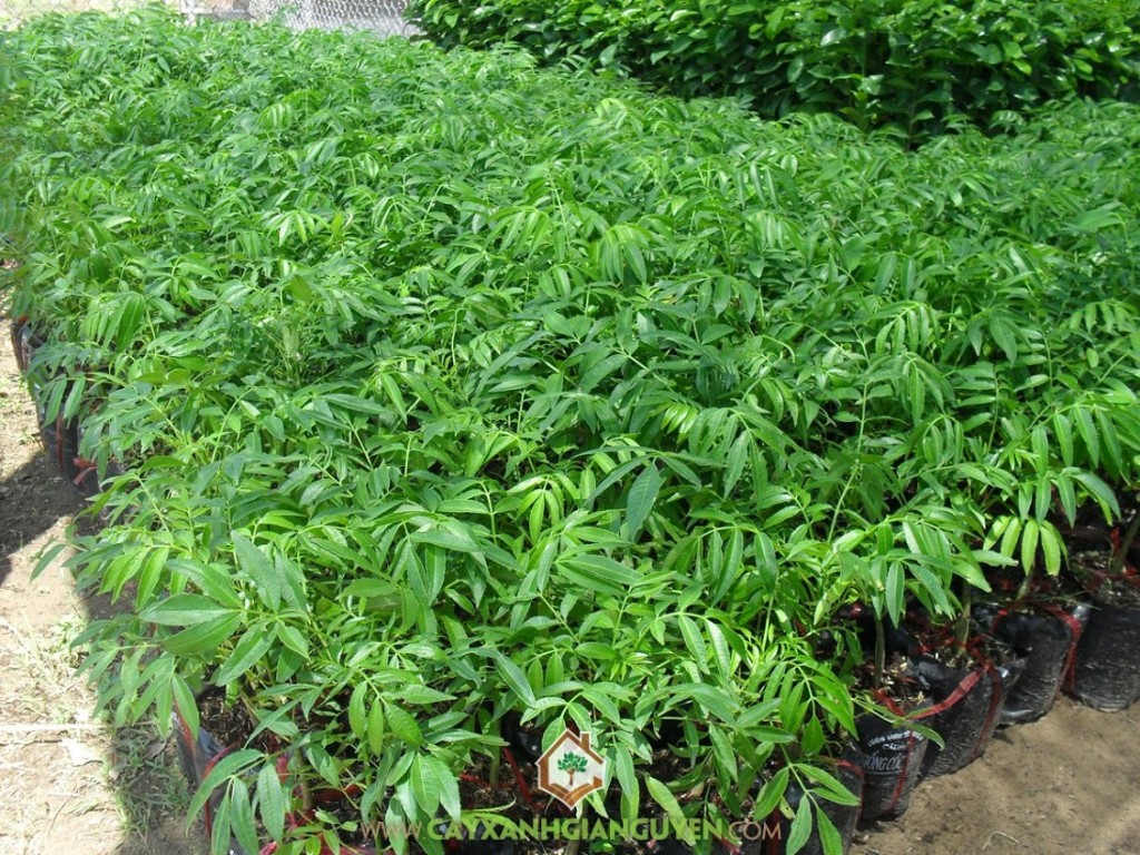 Cây cóc thái, cóc thái, kỹ thuật trồng và chăm sóc cây cóc thái, Cây Ăn Trái, Cây Ăn Quả