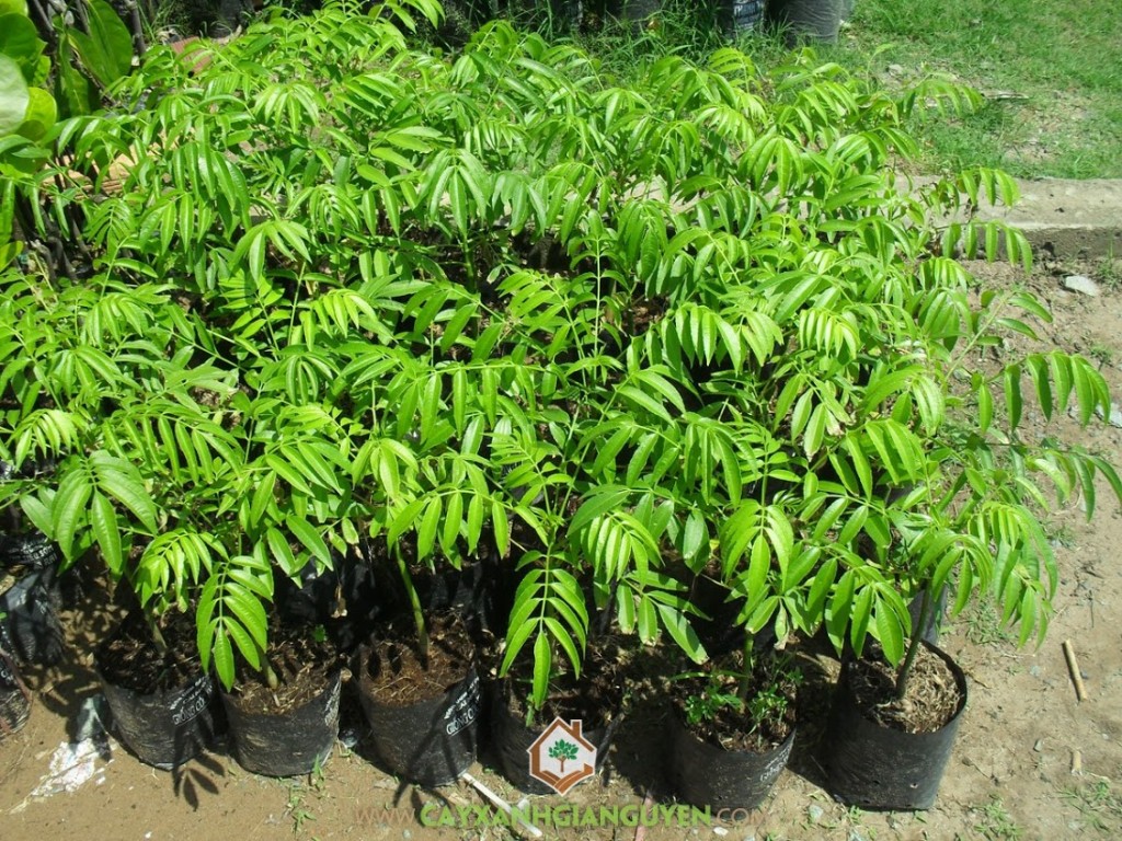 Cây cóc thái, cóc thái, kỹ thuật trồng và chăm sóc cây cóc thái, Cây Ăn Trái, Cây Ăn Quả