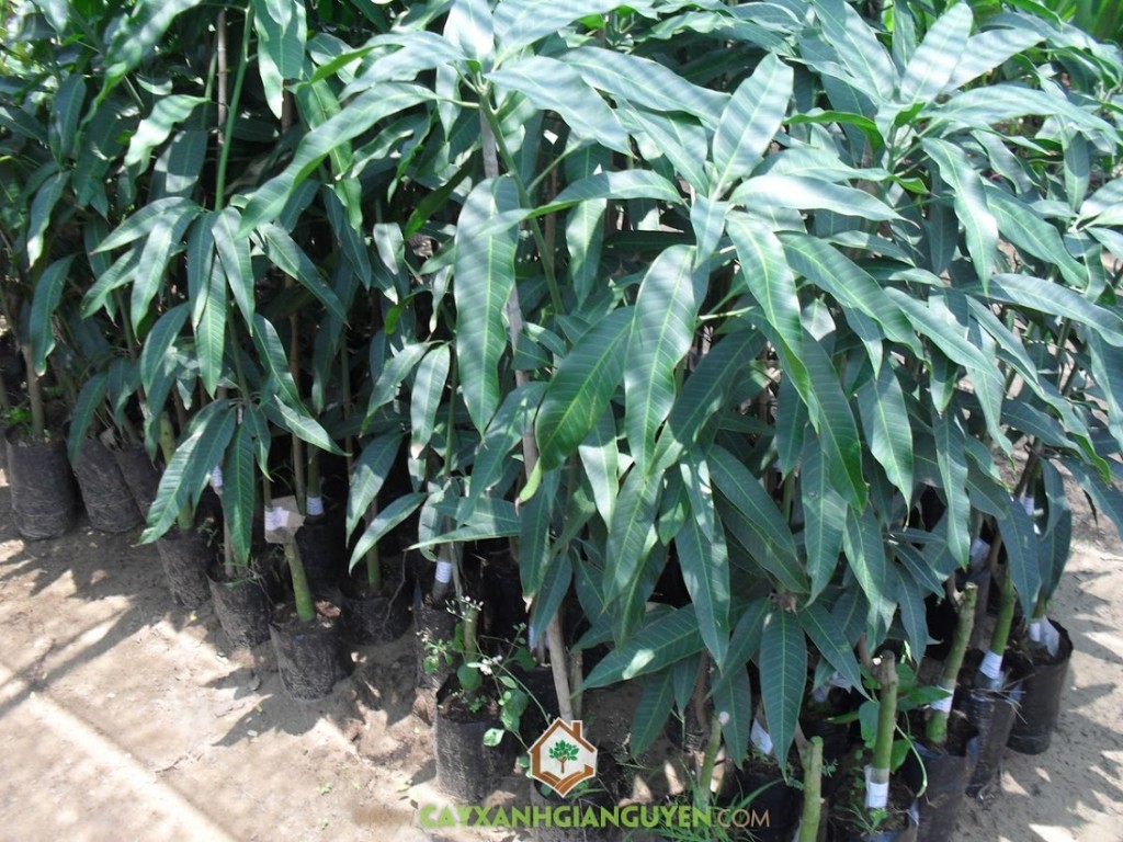 xoài thái, cây xanh Gia Nguyễn, Kỹ thuật trồng và chăm sóc, cách chăm sóc cây xoài thái, trái xoài