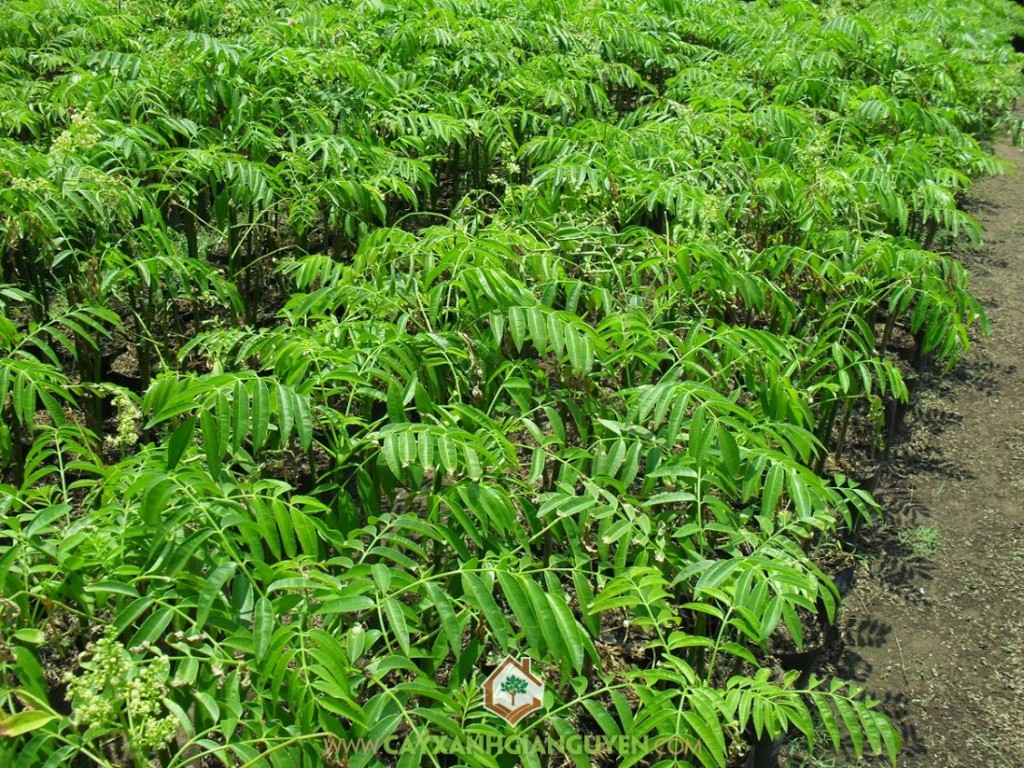 Cây cóc thái, cóc thái, kỹ thuật trồng và chăm sóc cây cóc thái, Cây Ăn Trái, Cây Ăn Quả