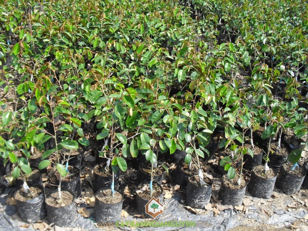 Vú sữa, vú sữa lò rèn, cách trồng cây vú sữa, cây trồng làm cảnh, Kỹ thuật trồng và chăm sóc cây vú sữa