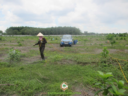 Cây xanh Gia Nguyễn, cây ăn trái, cây giống, cây mít thái lá bàng, cây bưởi da xanh