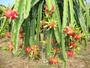 Thanh long ruột đỏ, cây ăn trái, thanh long, kỹ thuật trồng và chăm sóc cây thanh long ruột đỏ, cây thanh long