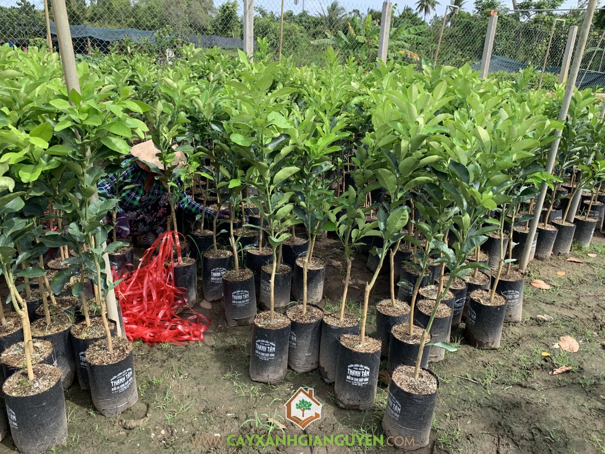 bưởi da xanh, kỹ thuật trồng bưởi, trồng cây bưởi, cách trồng bưởi, cây bưởi da xanh