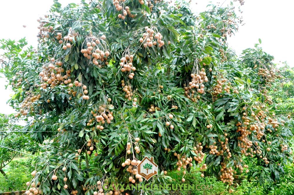 Nhãn, Cây Nhãn, kỹ thuật trồng Nhãn, Giống Nhãn, Cây Ăn Trái