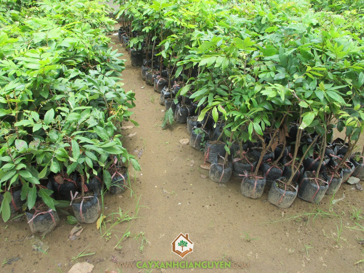 Nhãn, Cây Nhãn, kỹ thuật trồng Nhãn, Giống Nhãn, Cây Ăn Trái