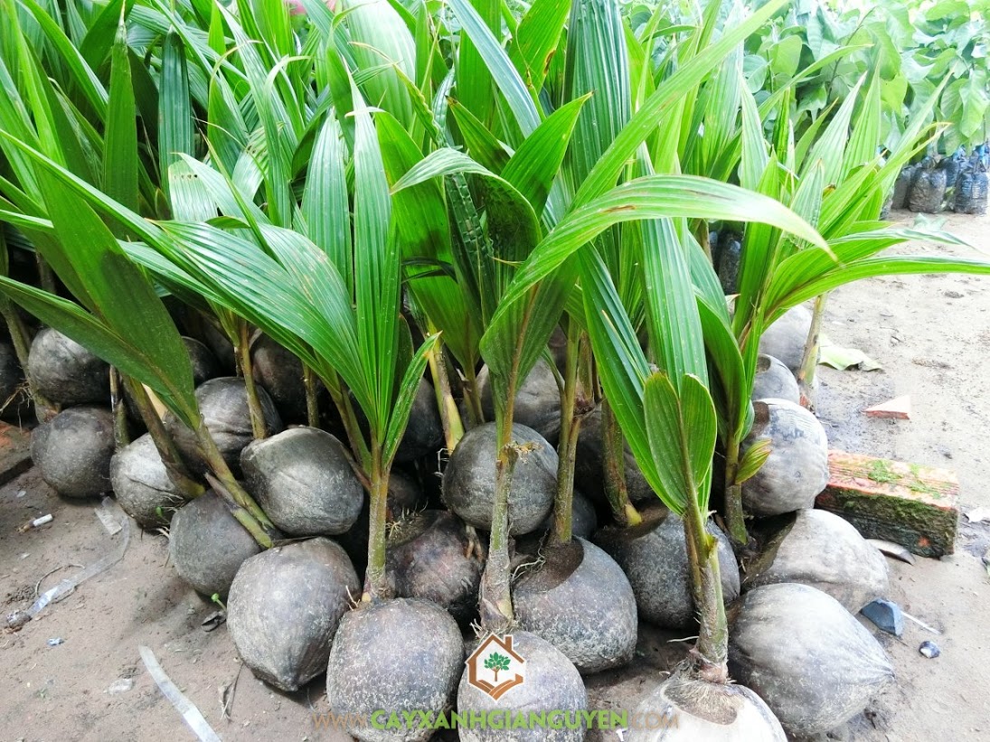 Cocos Nucifera, Dừa Dâu, Cây Dừa Dâu, Cây Ăn Trái, Cây Ăn Quả