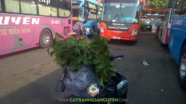 Cây Xanh Gia Nguyễn, Cây Mãng Cầu Xiêm Thái, Cây Mãng Cầu Na Thái, Cây giống, Quả Mãng Cầu Xiêm