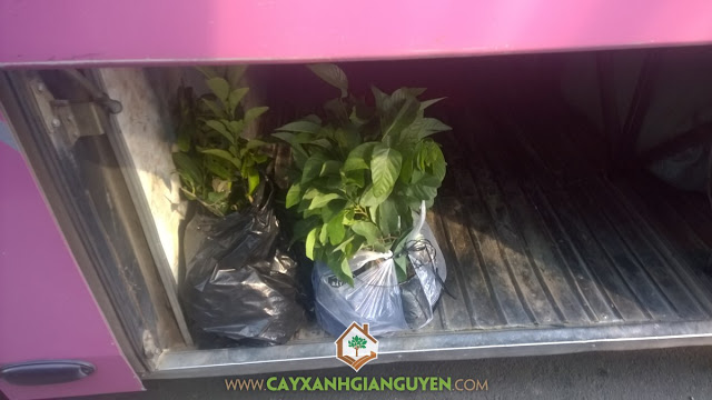Cây Xanh Gia Nguyễn, Cây Mãng Cầu Xiêm Thái, Cây Mãng Cầu Na Thái, Cây giống, Quả Mãng Cầu Xiêm
