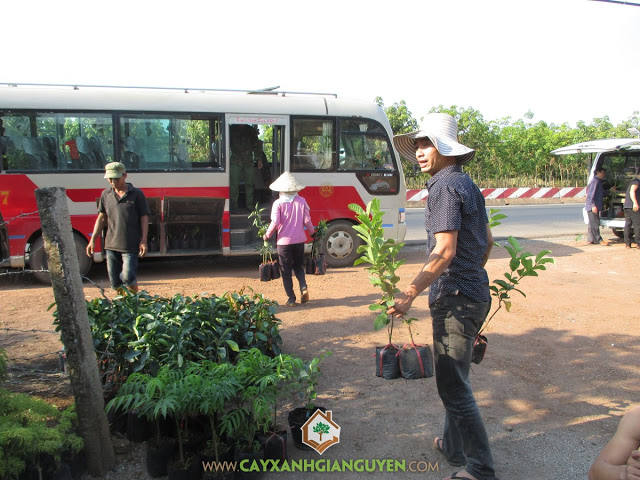 Cây Xanh Gia Nguyễn, Cây Dừa Xiêm Lùn, Cây Bưởi Da Xanh, Cây Chanh Giấy, Cây Cóc Thái