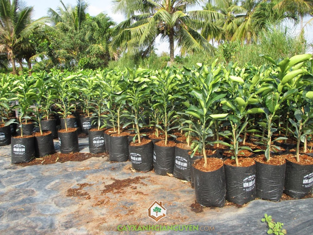 Bưởi Da Xanh, Vườn ươm Cây Xanh Gia Nguyễn, Trồng bưởi, Bón phân hoai mục, Bệnh trên cây Bưởi Da Xanh