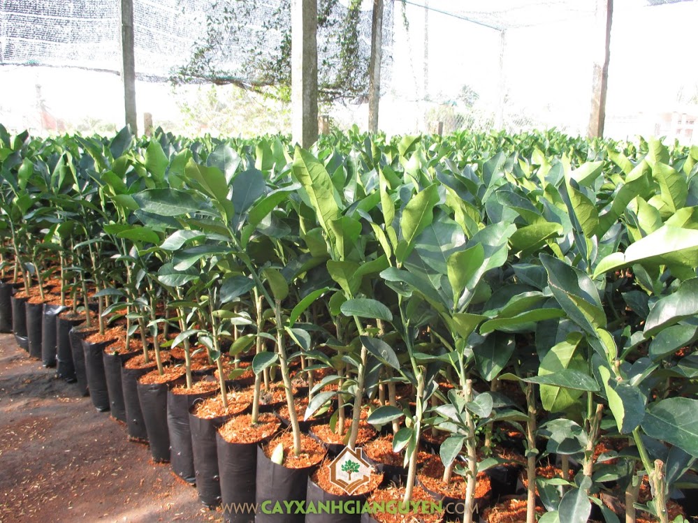Bưởi Da Xanh, Vườn ươm Cây Xanh Gia Nguyễn, Trồng bưởi, Bón phân hoai mục, Bệnh trên cây Bưởi Da Xanh