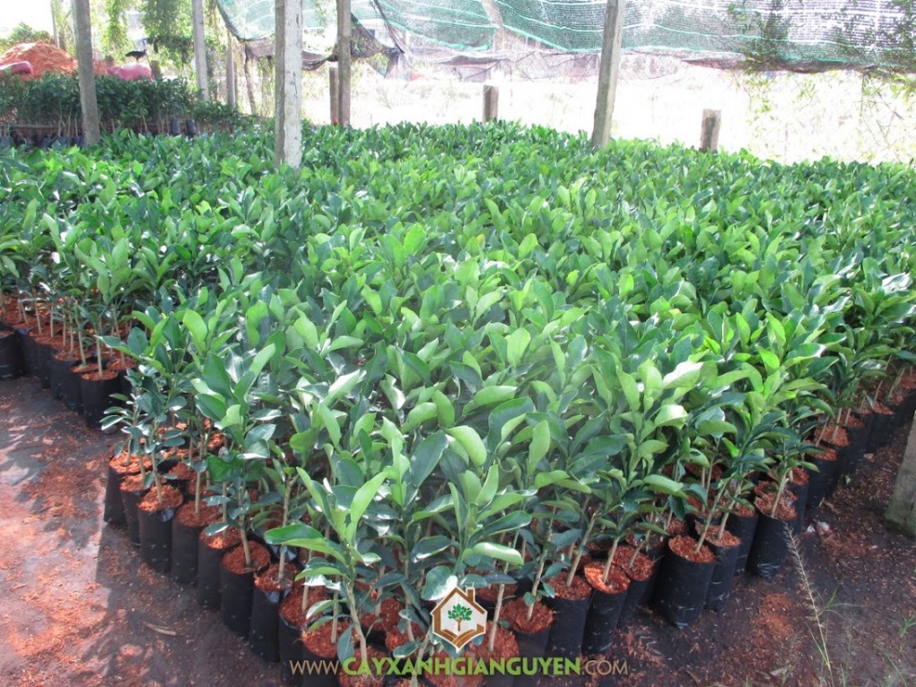 Giống Bưởi Da Xanh, Bưởi Da Xanh, Cây Bưởi Da Xanh, Công ty Cây Xanh Gia Nguyễn, Vườn Ươm