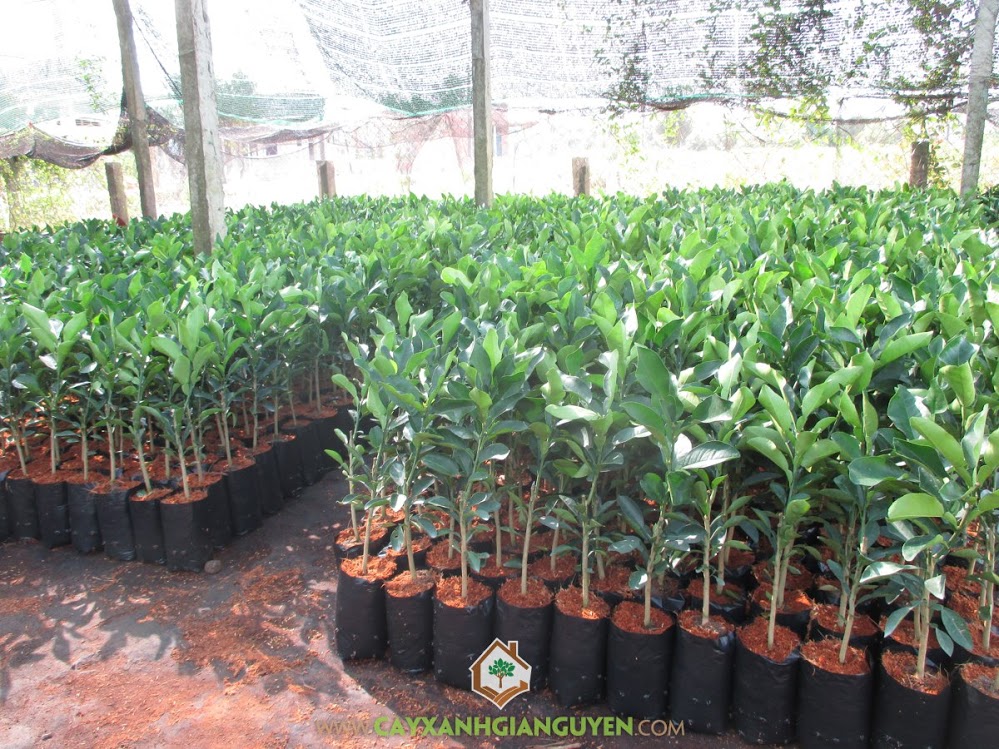 Bưởi Da Xanh, Vườn ươm Cây Xanh Gia Nguyễn, Trồng bưởi, Bón phân hoai mục, Bệnh trên cây Bưởi Da Xanh