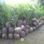 DỪA XIÊM LÙN XANH LÀ CÂY GÌ?