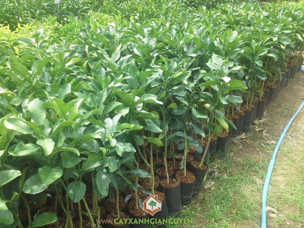 Trồng cây Bưởi Da Xanh, Cây Bưởi Da Xanh, Giá trị cây trồng, Cây Bưởi, Chăm sóc kỹ cây