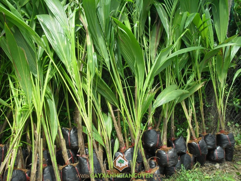 Giống Dừa Xiêm Lùn, Dừa Xiêm Lùn, Vườn Dừa Xiêm Lùn, Công ty cây giống, Cây Dừa Xiêm Lùn