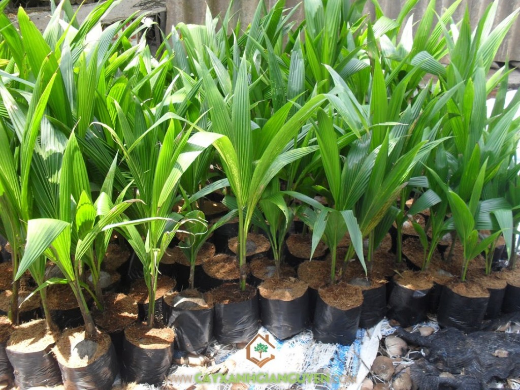 Giống Dừa Xiêm Lùn, Dừa Xiêm Lùn, Vườn Dừa Xiêm Lùn, Công ty cây giống, Cây Dừa Xiêm Lùn