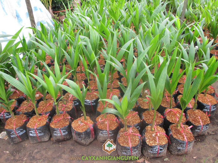 Giống Dừa Xiêm Lùn, Dừa Xiêm Lùn, Vườn Dừa Xiêm Lùn, Công ty cây giống, Cây Dừa Xiêm Lùn