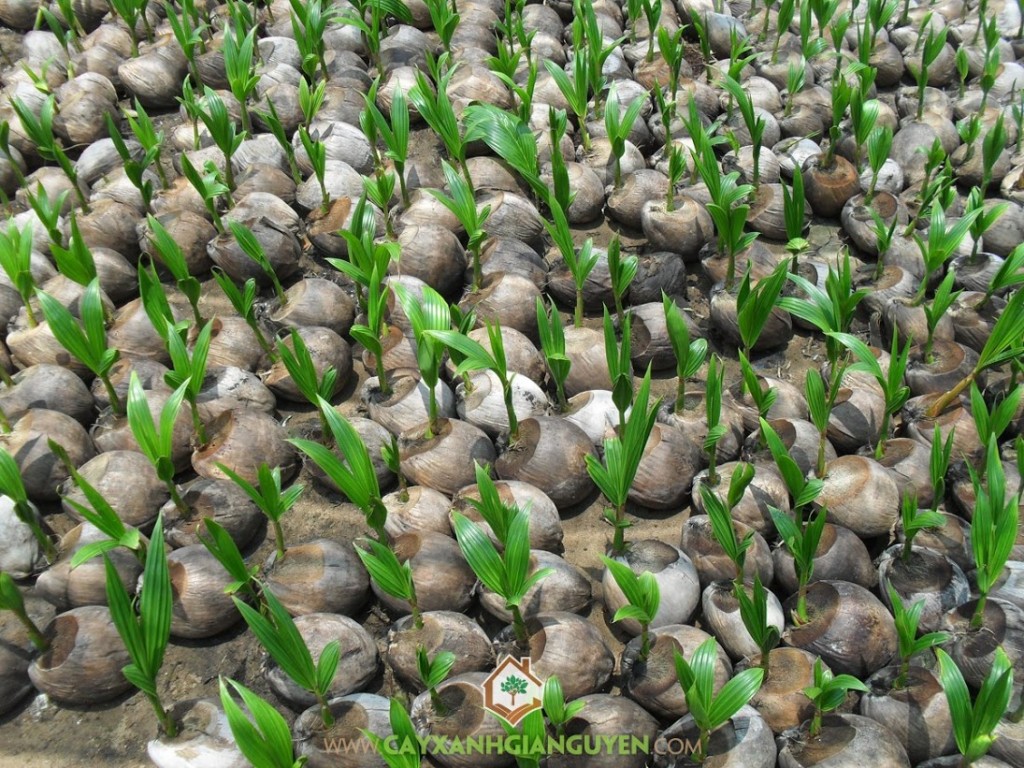 Kỹ thuật trồng Dừa Xiêm Lùn, Cây Dừa Xiêm Lùn, Trồng Dừa Xiêm Lùn, Trồng dừa, Giống Dừa Xiêm Lùn