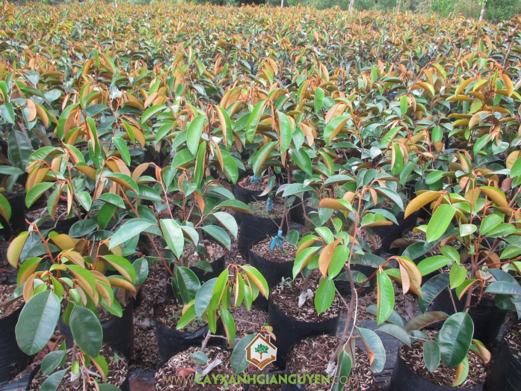 Vú sữa lò rèn giống, Giống Vú Sữa Lò Rèn, Cây Xanh Gia Nguyễn, Vườn ươm Gia Nguyễn, Vú sữa lò rèn Vĩnh Kim
