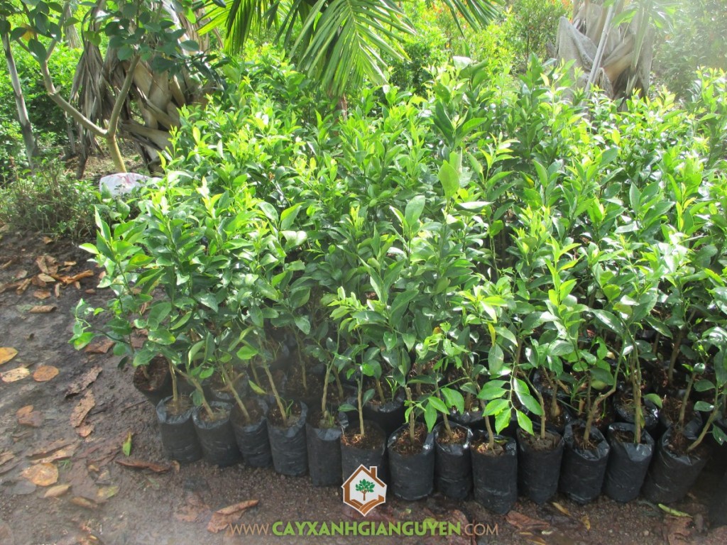 Quý đường, Kỹ thuật trồng quýt đường, Cây quýt đường, Trồng cây quýt đường, Cây ăn trái