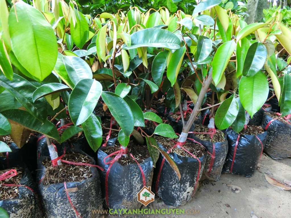 Giống cây vú sữa lò rèn, Vú Sữa Lò Rèn, Cây giống vú sữa, Trồng cây ăn trái, Chăm sóc cây vú sữa lò rèn