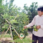 VÌ SAO BÀ CON NÊN LƯU Ý BỆNH THỐI RỄ Ở CÂY QUÝT ĐƯỜNG