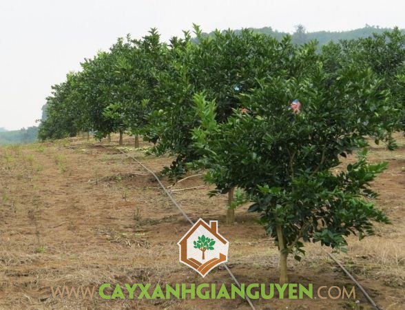 Quýt đường, Kỹ thuật trồng quýt đường, Cây quýt đường, Trồng cây quýt đường, Cây ăn trái