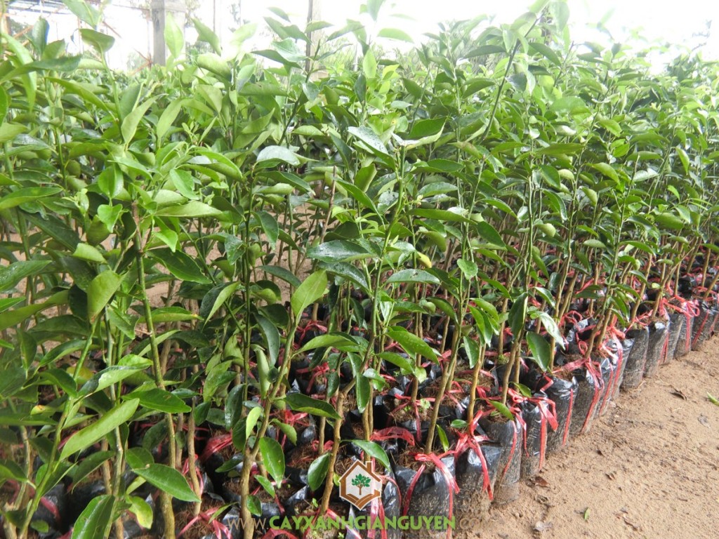 Quýt đường, Cây quýt đường, Vườn quýt đường, Kỹ thuật chăm sóc cây quýt đường, Cây Ăn Quả