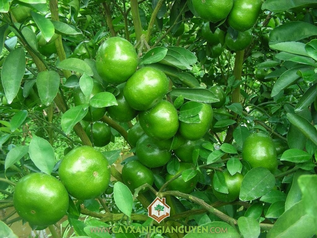 Trồng cây quýt đường, Trái quýt đường, Vườn quýt, Quýt trái vụ, Cây ăn trái