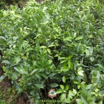 TÌM HIỂU BỆNH VÀNG LÁ GREENING TRÊN CAM QUÝT