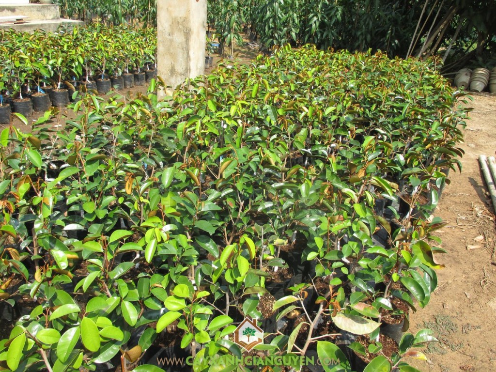 Giống cây vú sữa lò rèn, Vú Sữa Lò Rèn, Cây giống vú sữa, Trồng cây ăn trái, Chăm sóc cây vú sữa lò rèn
