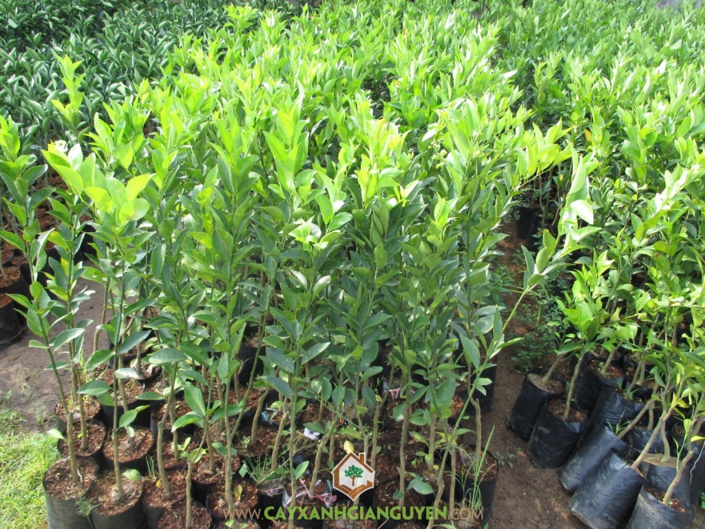 Cây Quýt Đường, Chăm sóc cây Quýt Đường, Giống cây, Bệnh vàng lá Greening, Triệu chứng vàng lá