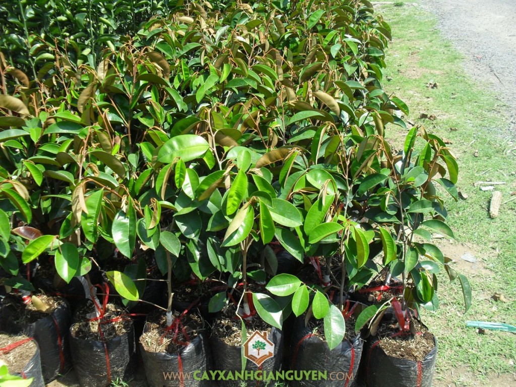 Trồng vú sữa lò rèn, Vú Sữa Lò Rèn, Cây Vú Sữa, Cây giống, Cây Vú Sữa Lò Rèn