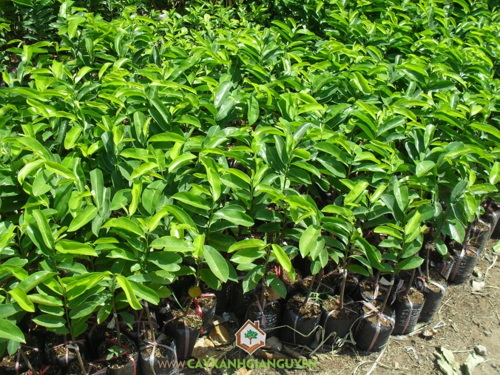 Mãng cầu xiêm thái, Chăm sóc cây mãng cầu xiêm thái, Mãng cầu xiêm, Giống mãng cầu xiêm thái, Kỹ thuật trồng cây mãng cầu xiêm thái