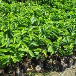 KỸ THUẬT TRỒNG CÂY MÃNG CẦU XIÊM THÁI
