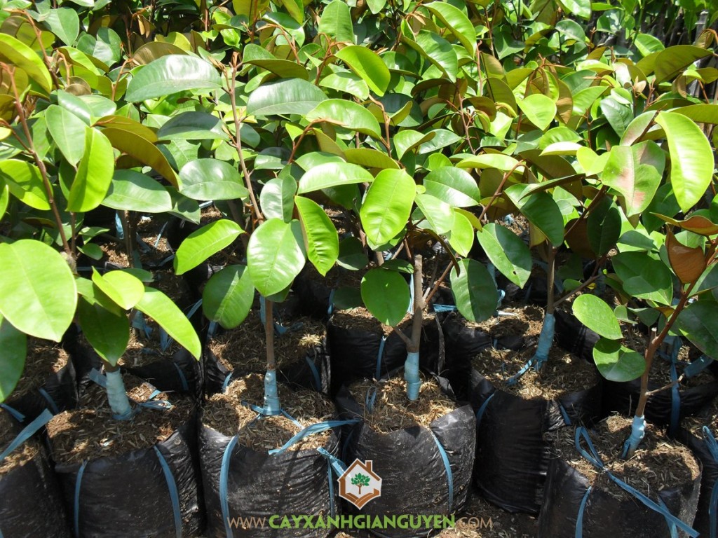 Vú sữa lò rèn giống, Giống Vú Sữa Lò Rèn, Cây Xanh Gia Nguyễn, Vườn ươm Gia Nguyễn, Vú sữa lò rèn Vĩnh Kim