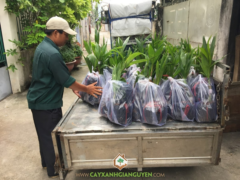 Cây ăn trái, Vườn ươm Gia Nguyễn, Cây chanh không hạt, Cây Mít Tố Nữ, Cây Dừa Xiêm Lùn